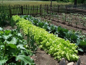 organic-gardening