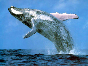 humpback_whale_margaret_river