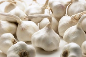 Many Fresh Garlic Bulbs