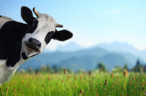 Funny cow on a green meadow looking to a camera with Alps on the