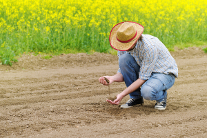 Farmer Checking Soil Quality Of Fertile Agricultural Farm Land