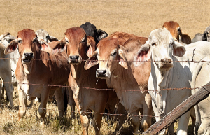 Barb Wire Fence Restraining Beef Cattle Cows On Australian Ranch
