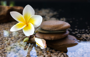 Plumeria Or Frangipani Decorated On Water And Pebble Rock In Zen